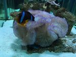 海底世界   海洋  海洋生物