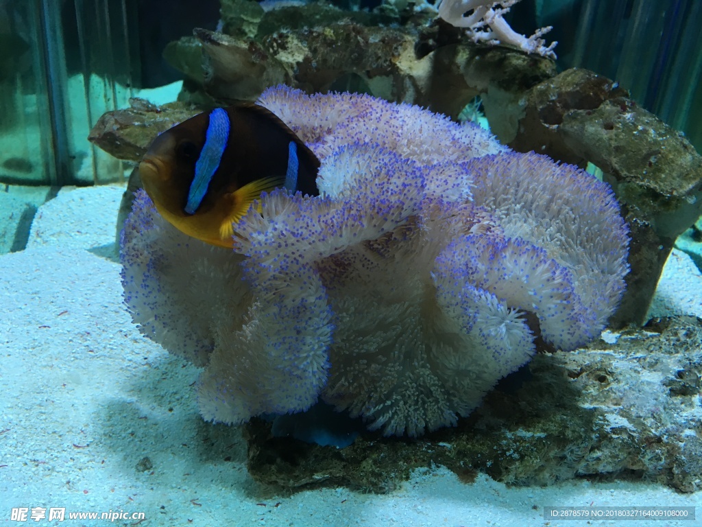 海底世界   海洋  海洋生物