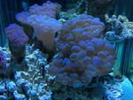 海底世界   海洋  海洋生物