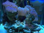 海底世界   海洋  海洋生物