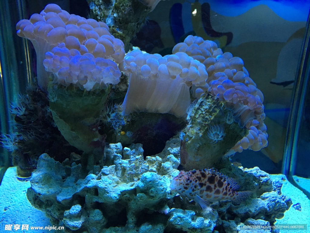 海底世界   海洋  海洋生物