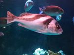 海底世界   海洋  海洋生物