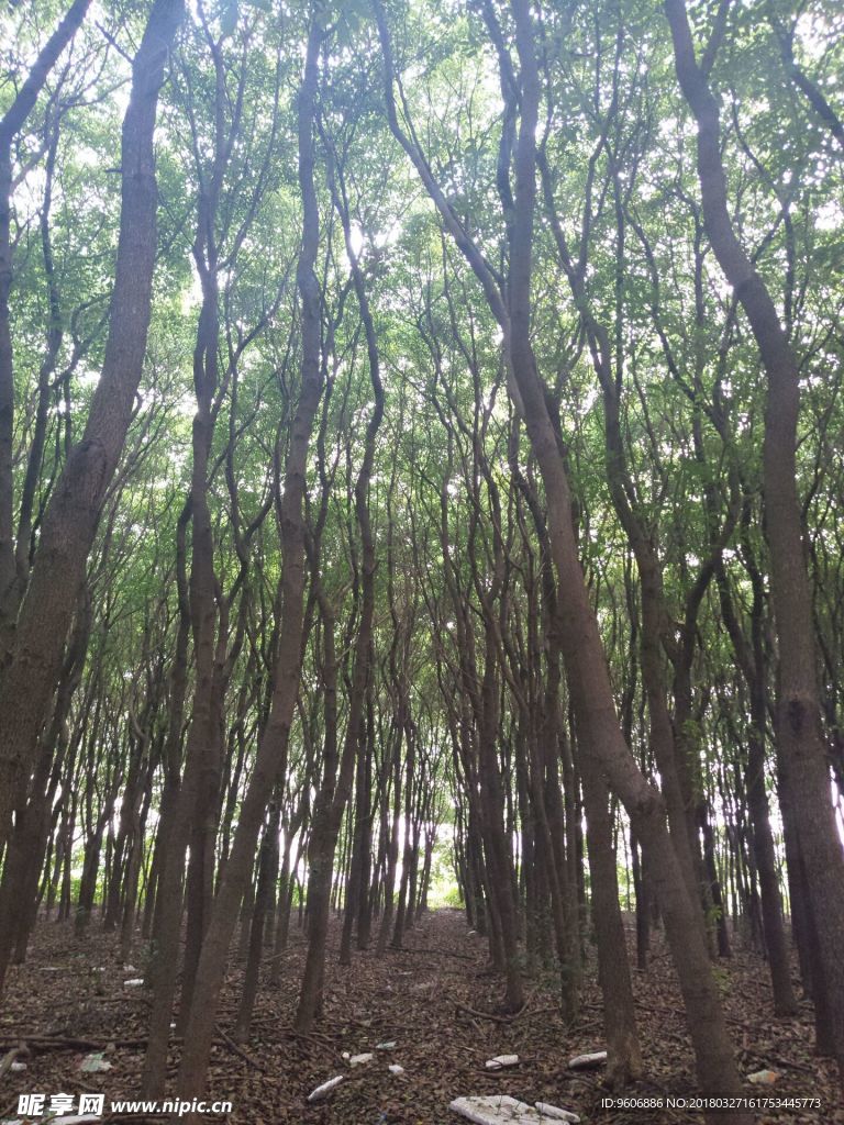森林 大树 风景