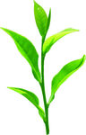 茶叶枝