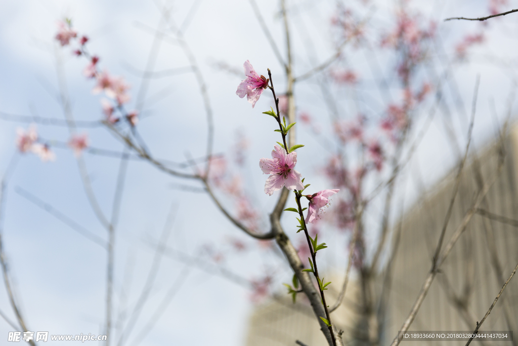 桃花