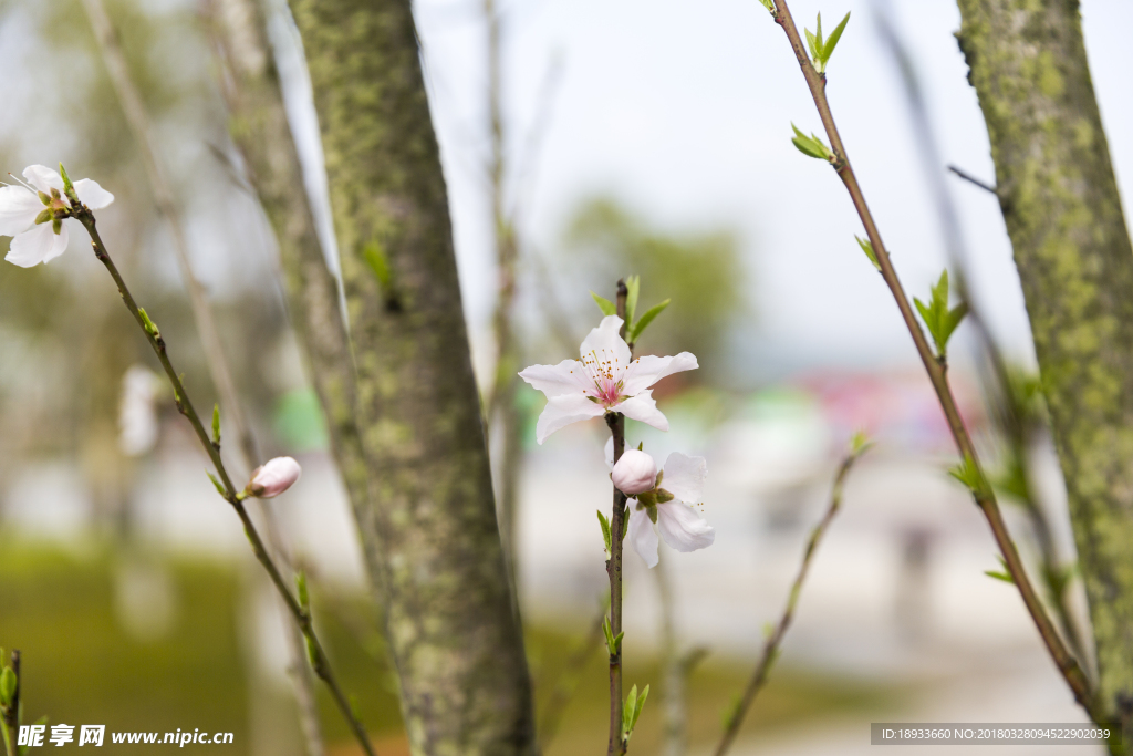 桃花