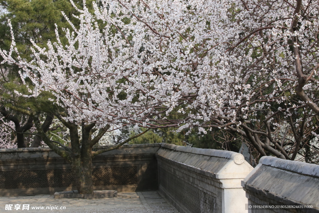桃花美景