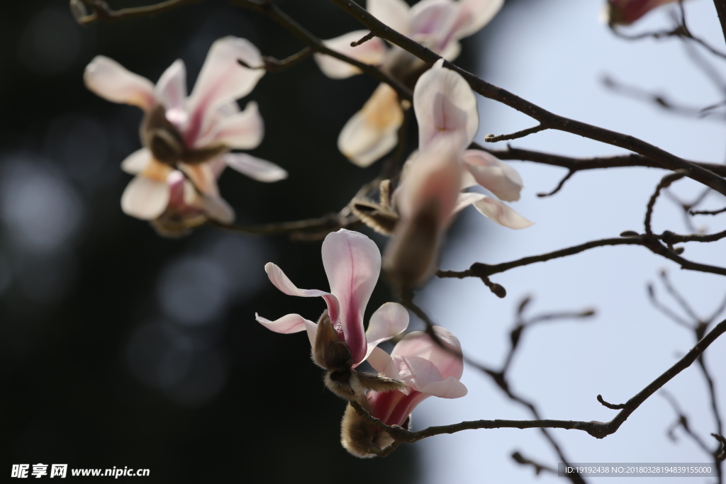玉兰花