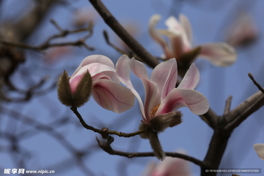 玉兰花
