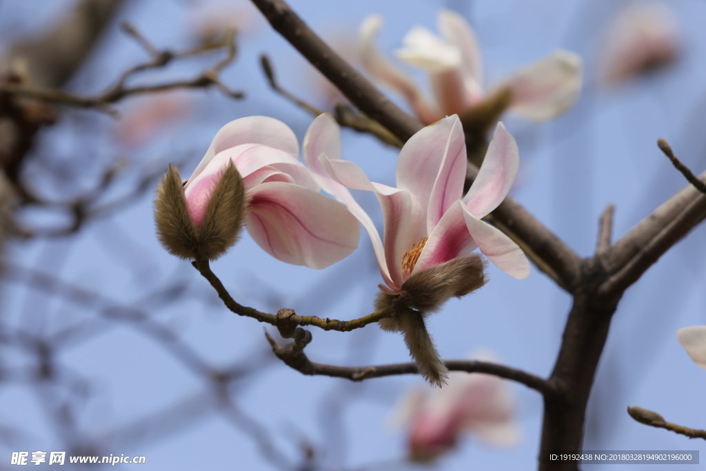 玉兰花