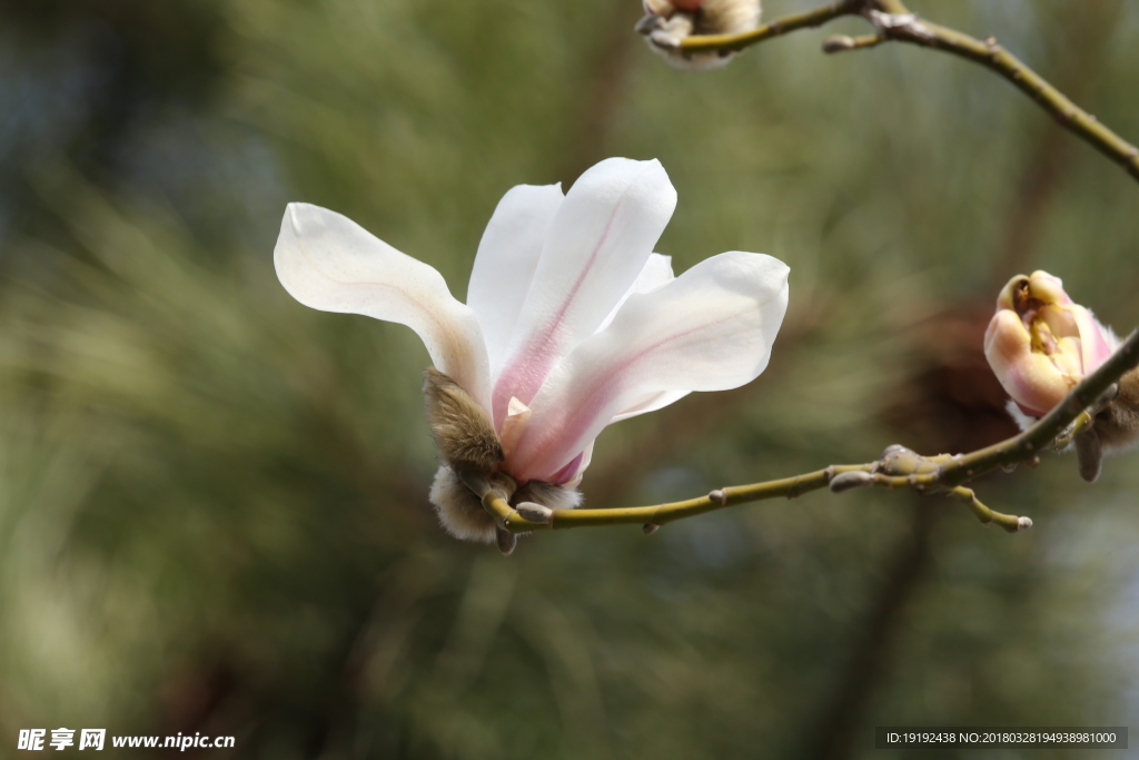 玉兰花