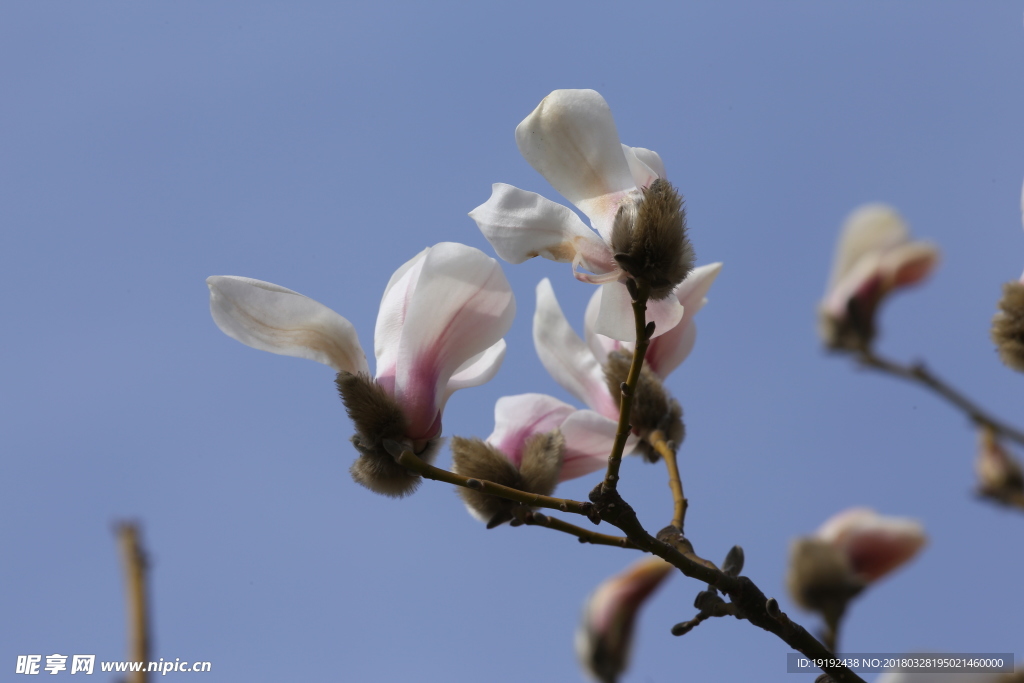 玉兰花