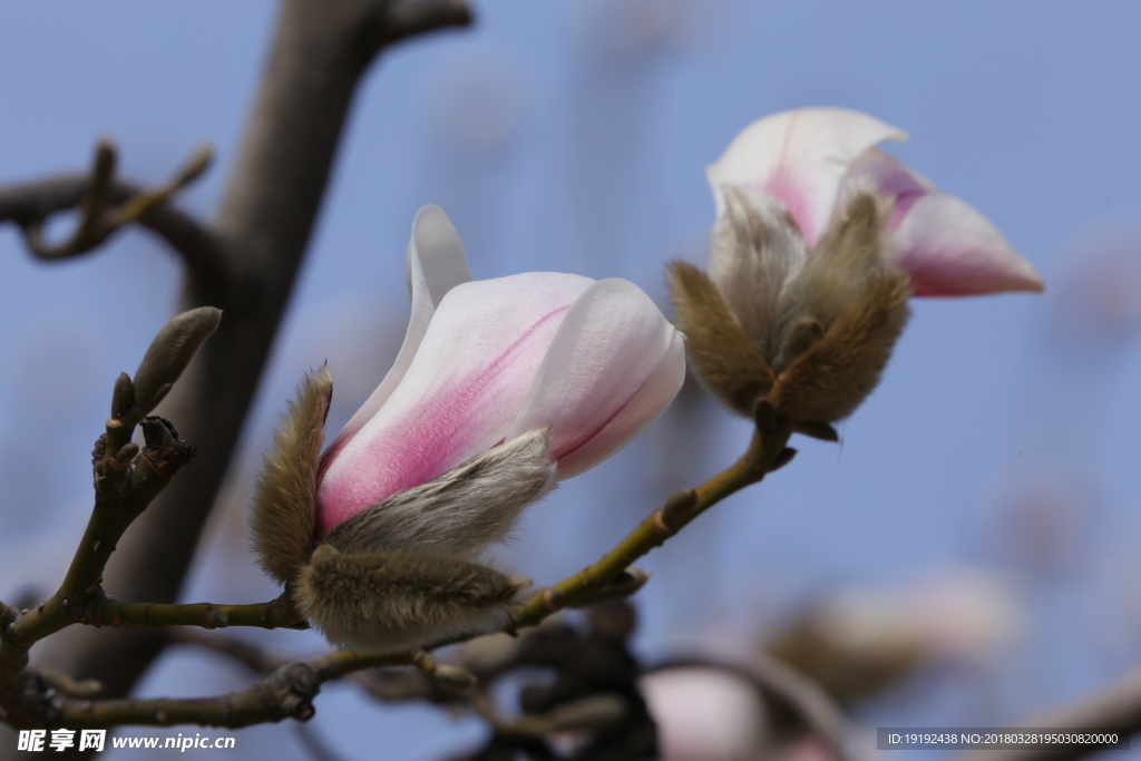 玉兰花