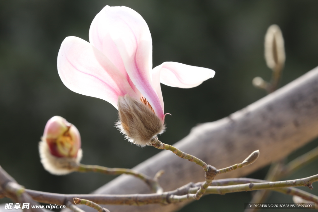 玉兰花