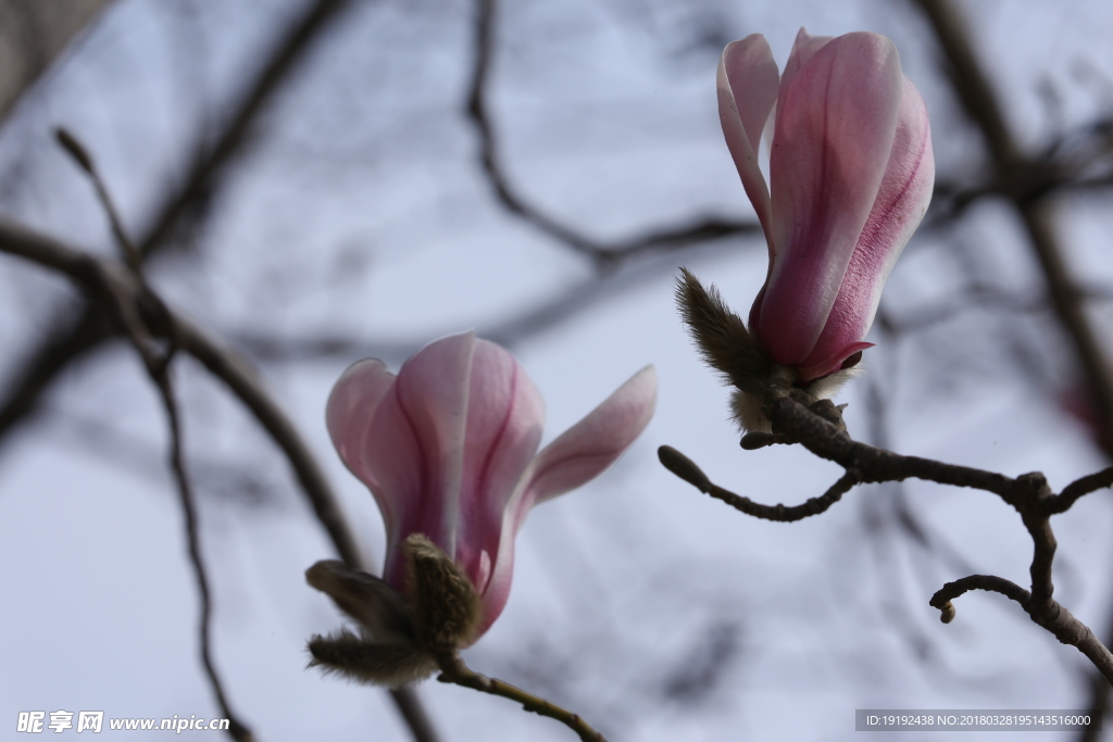 玉兰花