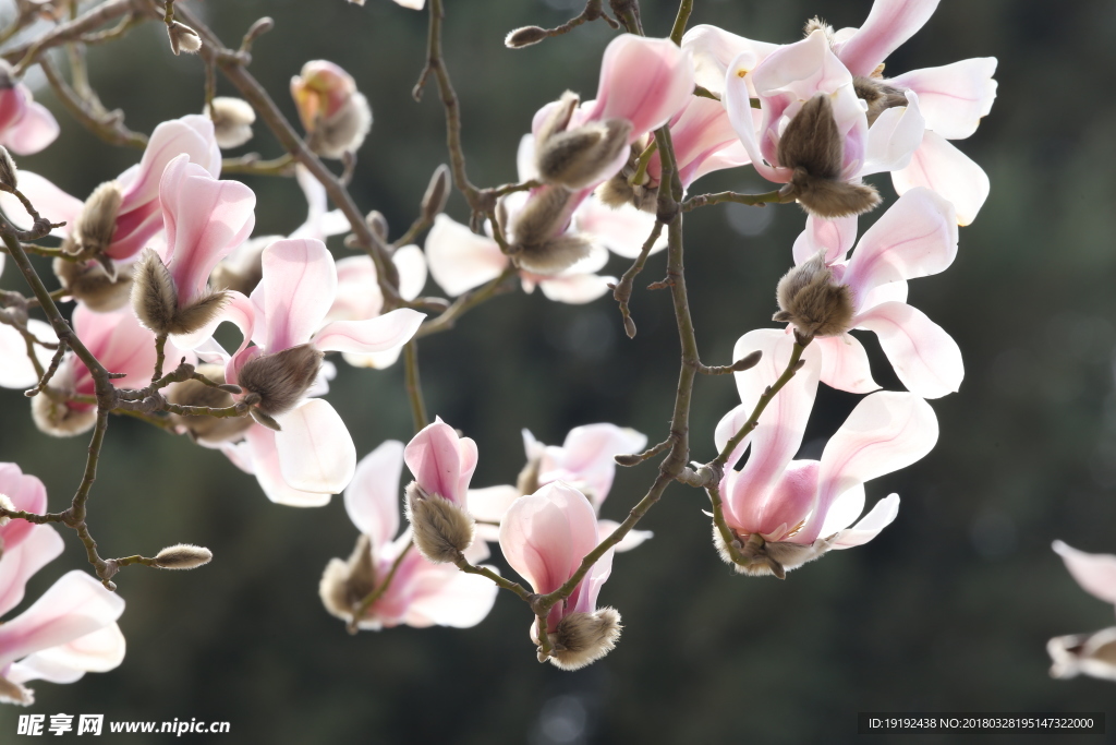 玉兰花