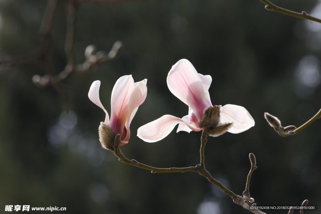 玉兰花