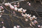 玉兰花