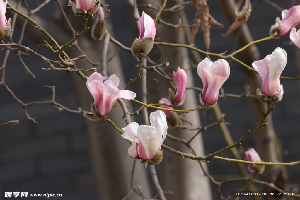 玉兰花
