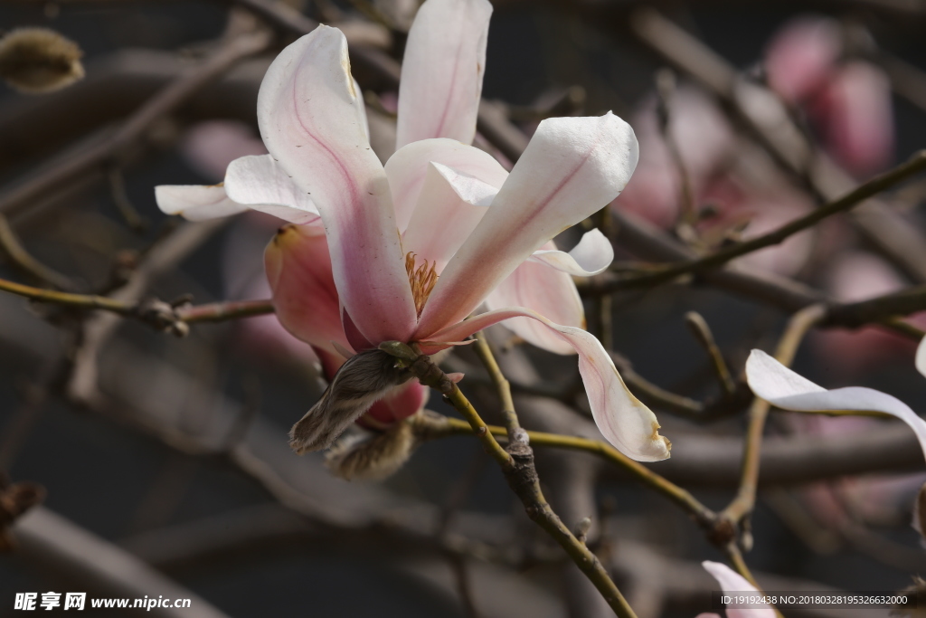 玉兰花
