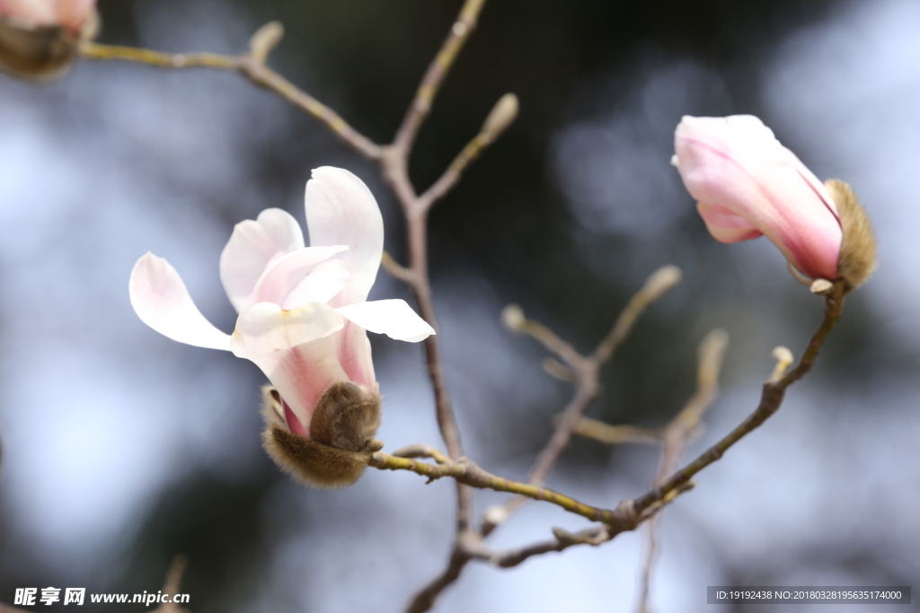 玉兰花