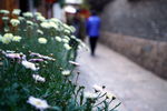 丽江古城 路边的花
