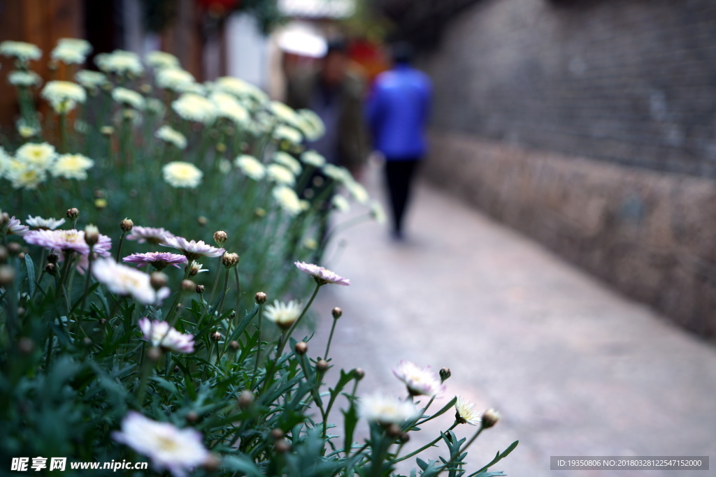 丽江古城 路边的花