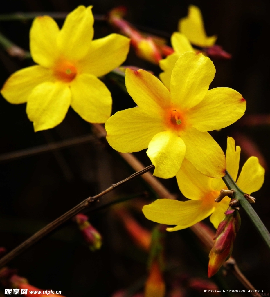 迎春花