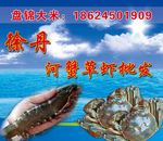 河蟹 草虾 盘锦河蟹 大河蟹