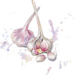 大蒜  蒜头