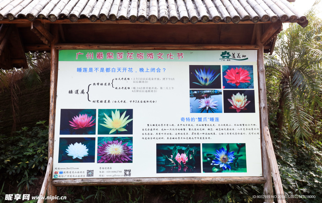 睡莲的知识