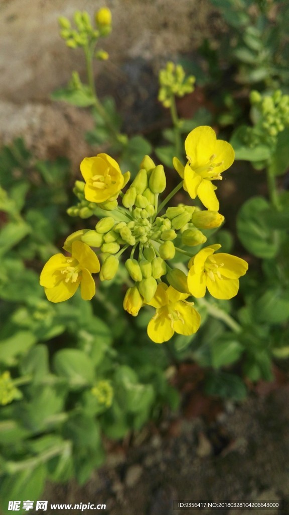 油菜花