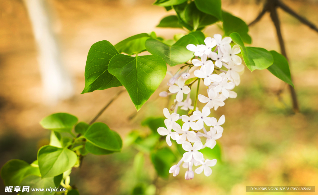 丁香花