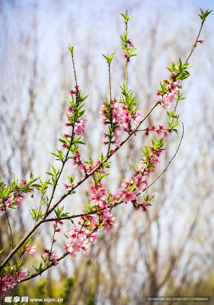 桃花枝