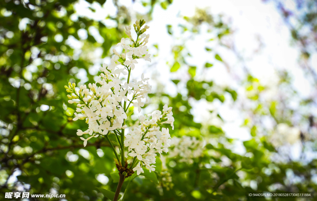 丁香花