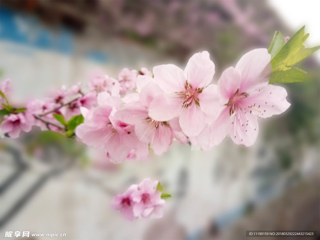 桃花枝