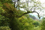 风景