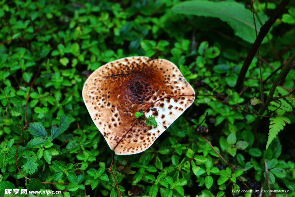 菇