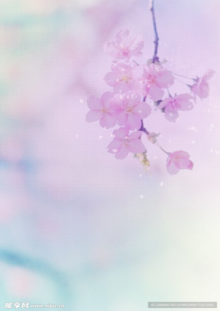 樱花用笺