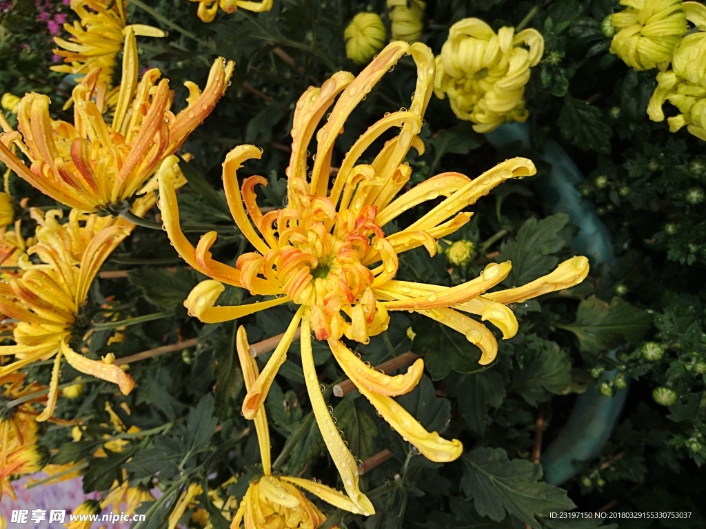 菊花