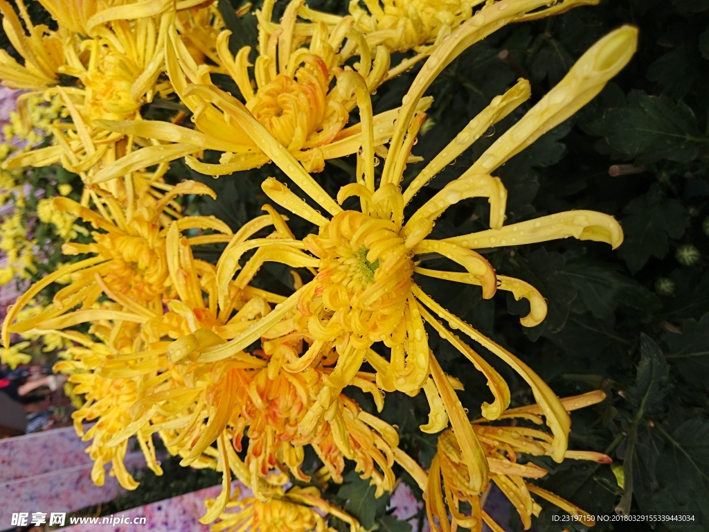 菊花
