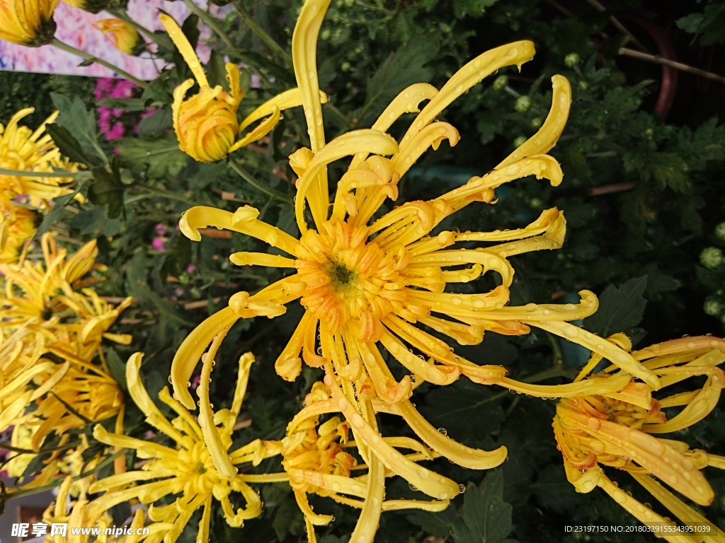 菊花