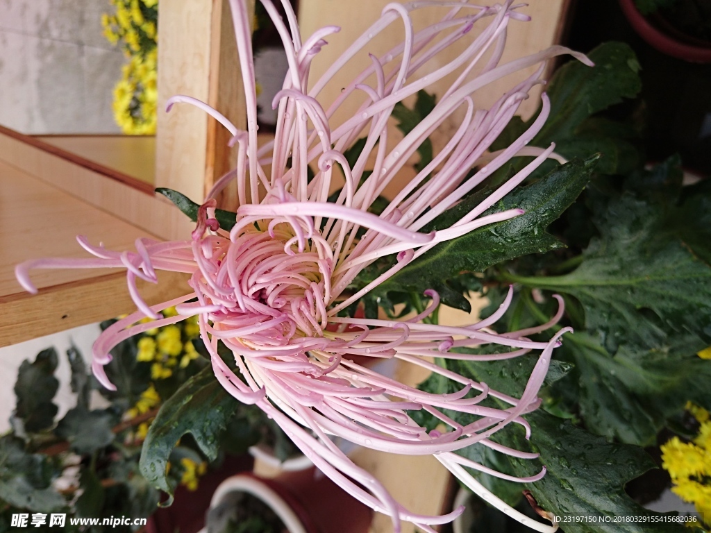 菊花