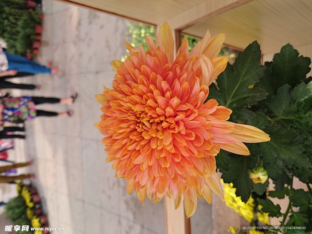 菊花