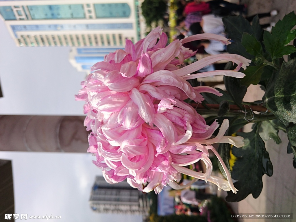 菊花