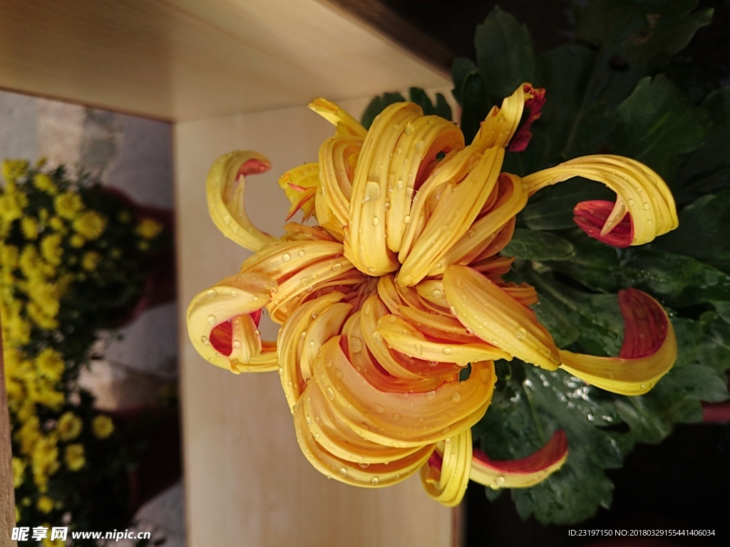 菊花