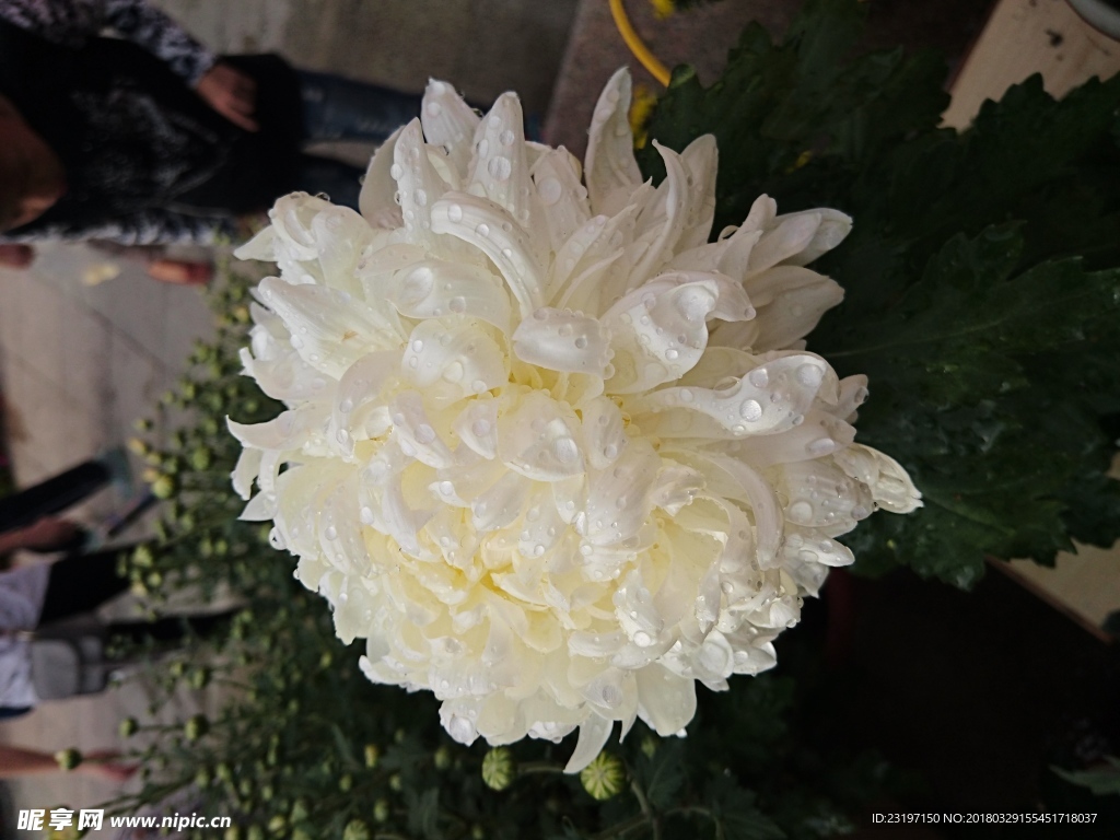 菊花