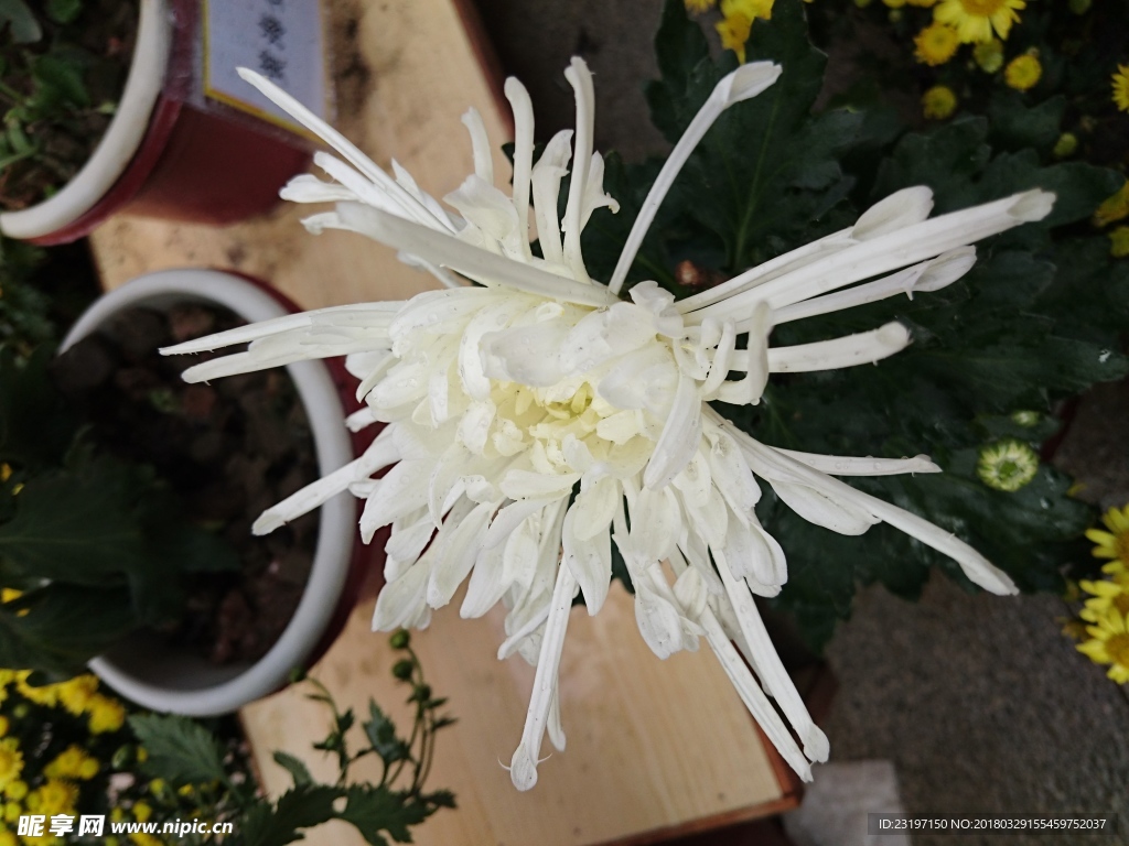 菊花