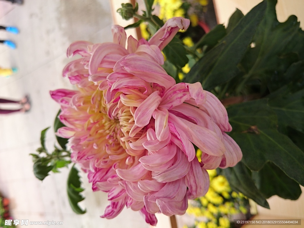菊花