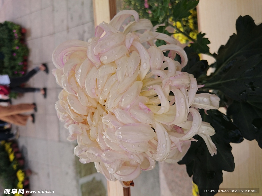 菊花
